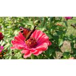 Zdjęcia użytkowników Sony Xperia Z1 C6903