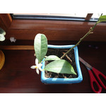 Zdjęcia użytkowników Sony Xperia Z1 C6903