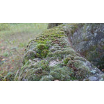 Zdjęcia użytkowników Sony Xperia Z1 C6903