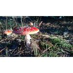 Zdjęcia użytkowników Sony Xperia Z1 C6903