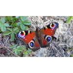 Zdjęcia użytkowników Sony Xperia Z1 C6903