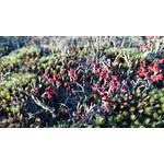 Zdjęcia użytkowników Sony Xperia Z1 C6903