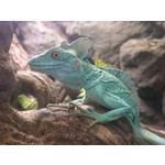 Zdjęcia użytkowników Sony Xperia Z1 C6903