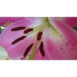 Zdjęcia użytkowników Sony Xperia Z1 C6903