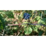 Zdjęcia użytkowników Sony Xperia Z1 C6903