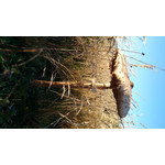 Zdjęcia użytkowników Sony Xperia Z1 C6903