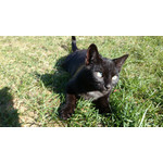 Zdjęcia użytkowników Sony Xperia Z1 C6903