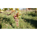 Zdjęcia użytkowników Sony Xperia Z1 C6903