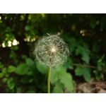 Zdjęcia użytkowników Sony Xperia Z1 C6903