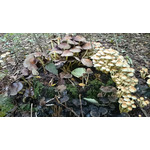 Zdjęcia użytkowników Sony Xperia Z1 C6903