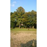 Zdjęcia użytkowników Sony Xperia Z1 C6903