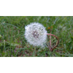 Zdjęcia użytkowników Sony Xperia Z1 C6903