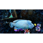 Zdjęcia użytkowników Sony Xperia Z1 C6903