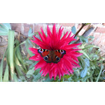 Zdjęcia użytkowników Sony Xperia Z1 C6903