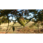 Zdjęcia użytkowników Sony Xperia Z1 C6903