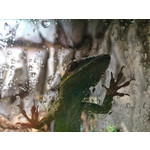 Zdjęcia użytkowników Sony Xperia Z1 C6903