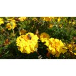 Zdjęcia użytkowników Sony Xperia Z1 C6903