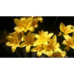 Zdjęcia użytkowników Sony Xperia Z1 Compact Zdjęcia użytkowników Sony Xperia Z1 Compact