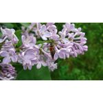 Zdjęcia użytkowników Sony Xperia Z1 Compact Zdjęcia użytkowników Sony Xperia Z1 Compact