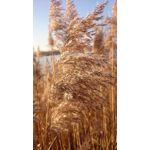 Zdjęcia użytkowników Sony Xperia Z1 Compact Zdjęcia użytkowników Sony Xperia Z1 Compact