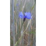 Zdjęcia użytkowników Sony Xperia Z2