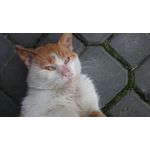 Zdjęcia użytkowników Sony Xperia Z2