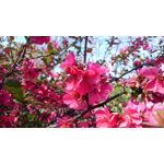 Zdjęcia użytkowników Sony Xperia Z3 Compact Zdjęcia użytkowników Sony Xperia Z3 Compact