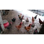 Zdjęcia użytkowników Sony Xperia Z3 Compact Zdjęcia użytkowników Sony Xperia Z3 Compact