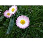 Zdjęcia użytkowników Sony Xperia Z3 Compact Zdjęcia użytkowników Sony Xperia Z3 Compact