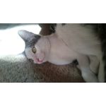 Zdjęcia użytkowników Sony Xperia Z3 Compact Zdjęcia użytkowników Sony Xperia Z3 Compact