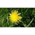 Zdjęcia użytkowników Sony Xperia Z3 Compact Zdjęcia użytkowników Sony Xperia Z3 Compact