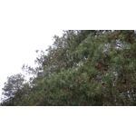 Zdjęcia użytkowników Sony Xperia Z3 Compact Zdjęcia użytkowników Sony Xperia Z3 Compact