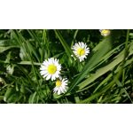 Zdjęcia użytkowników Sony Xperia Z3 Compact Zdjęcia użytkowników Sony Xperia Z3 Compact