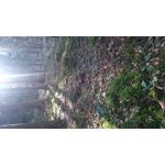 Zdjęcia użytkowników Sony Xperia Z3 Compact Zdjęcia użytkowników Sony Xperia Z3 Compact