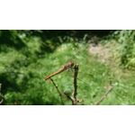 Zdjęcia użytkowników Sony Xperia Z3 Compact Zdjęcia użytkowników Sony Xperia Z3 Compact