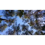 Zdjęcia użytkowników Sony Xperia Z3 Compact Zdjęcia użytkowników Sony Xperia Z3 Compact