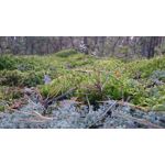 Zdjęcia użytkowników Sony Xperia Z3 Compact Zdjęcia użytkowników Sony Xperia Z3 Compact