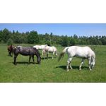 Zdjęcia użytkowników Sony Xperia Z3 Compact Zdjęcia użytkowników Sony Xperia Z3 Compact