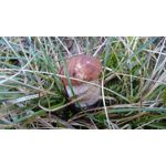 Zdjęcia użytkowników Sony Xperia Z3 Compact Zdjęcia użytkowników Sony Xperia Z3 Compact