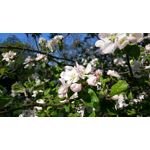 Zdjęcia użytkowników Sony Xperia Z3 Compact Zdjęcia użytkowników Sony Xperia Z3 Compact