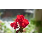 Zdjęcia użytkowników Sony Xperia Z3 Compact Zdjęcia użytkowników Sony Xperia Z3 Compact