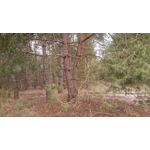 Zdjęcia użytkowników Sony Xperia Z3 Compact Zdjęcia użytkowników Sony Xperia Z3 Compact