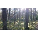 Zdjęcia użytkowników Sony Xperia Z3 Compact Zdjęcia użytkowników Sony Xperia Z3 Compact