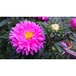 Zdjęcia użytkowników Sony Xperia Z3 Compact Zdjęcia użytkowników Sony Xperia Z3 Compact