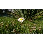 Zdjęcia użytkowników Sony Xperia Z3 Compact Zdjęcia użytkowników Sony Xperia Z3 Compact