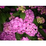 Zdjęcia użytkowników Sony Xperia Z3 Compact Zdjęcia użytkowników Sony Xperia Z3 Compact