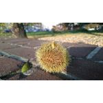 Zdjęcia użytkowników Sony Xperia Z3