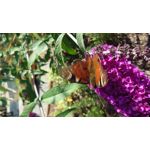 Zdjęcia użytkowników Sony Xperia 1 VI