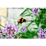 Zdjęcia użytkowników Sony Xperia 1 VI