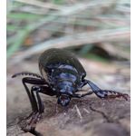 Zdjęcia użytkowników Sony Xperia 1 VI